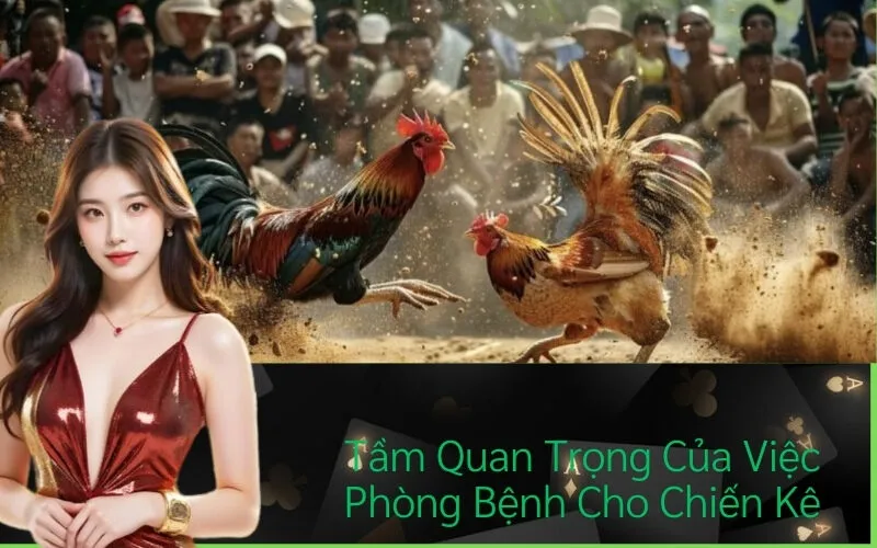 Tầm Quan Trọng Của Việc Phòng Bệnh Cho Chiến Kê