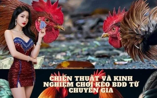 Chiến thuật và kinh nghiệm chơi kèo BDD từ chuyên gia